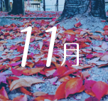 11月