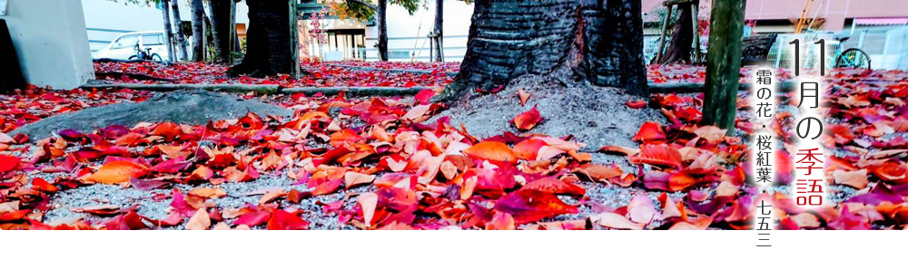 霜の花　桜紅葉　七五三